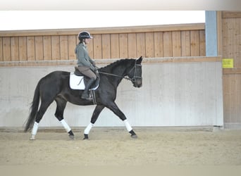 Trakehner, Caballo castrado, 3 años, 164 cm, Morcillo