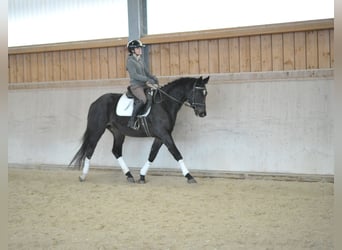 Trakehner, Caballo castrado, 3 años, 164 cm, Morcillo