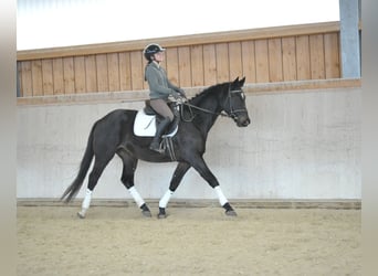 Trakehner, Caballo castrado, 3 años, 164 cm, Morcillo