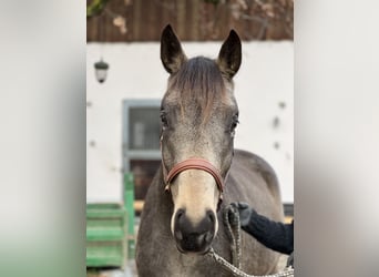 Trakehner, Caballo castrado, 3 años, 165 cm, Buckskin/Bayo