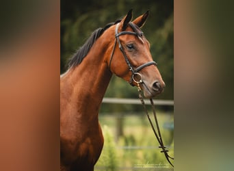 Trakehner, Caballo castrado, 3 años, 165 cm, Castaño