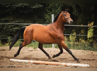 Trakehner, Caballo castrado, 3 años, 165 cm, Castaño