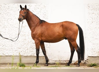 Trakehner, Caballo castrado, 3 años, 165 cm, Castaño