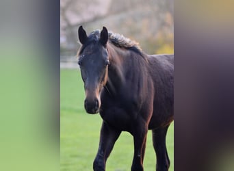 Trakehner, Caballo castrado, 3 años, 165 cm, Castaño oscuro