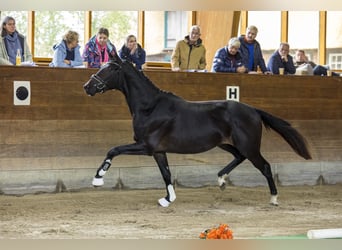 Trakehner, Caballo castrado, 3 años, 165 cm, Morcillo