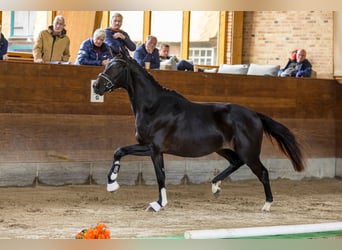 Trakehner, Caballo castrado, 3 años, 165 cm, Morcillo