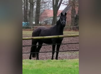 Trakehner, Caballo castrado, 3 años, 165 cm, Negro