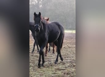 Trakehner, Caballo castrado, 3 años, 165 cm, Negro