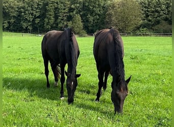 Trakehner, Caballo castrado, 3 años, 165 cm, Negro