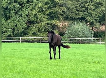 Trakehner, Caballo castrado, 3 años, 165 cm, Negro