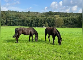 Trakehner, Caballo castrado, 3 años, 165 cm, Negro