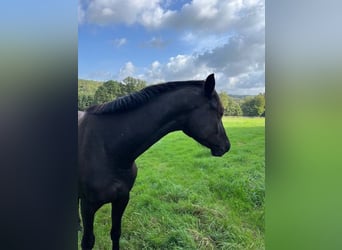 Trakehner, Caballo castrado, 3 años, 165 cm, Negro