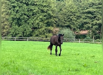 Trakehner, Caballo castrado, 3 años, 165 cm, Negro