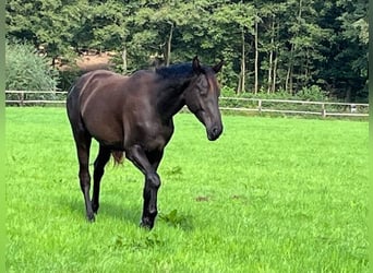 Trakehner, Caballo castrado, 3 años, 165 cm, Negro