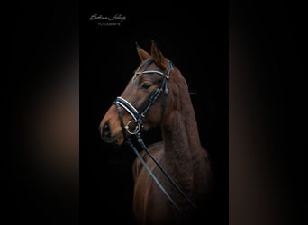 Trakehner, Caballo castrado, 3 años, 166 cm, Castaño