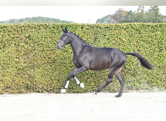 Trakehner, Caballo castrado, 3 años, 166 cm, Castaño oscuro