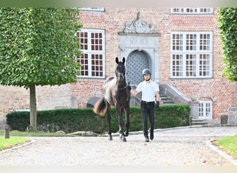 Trakehner, Caballo castrado, 3 años, 166 cm, Castaño oscuro