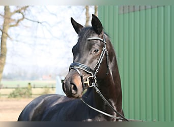 Trakehner, Caballo castrado, 3 años, 166 cm, Castaño oscuro