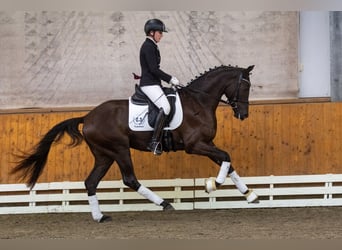 Trakehner, Caballo castrado, 3 años, 166 cm, Negro