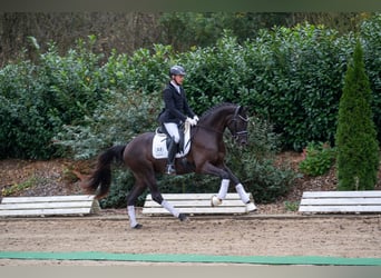 Trakehner, Caballo castrado, 3 años, 166 cm, Negro