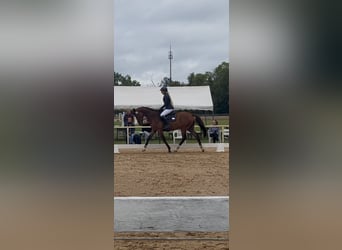 Trakehner, Caballo castrado, 3 años, 167 cm, Castaño