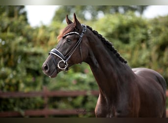 Trakehner, Caballo castrado, 3 años, 167 cm, Negro