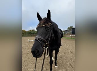 Trakehner, Caballo castrado, 3 años, 167 cm, Negro