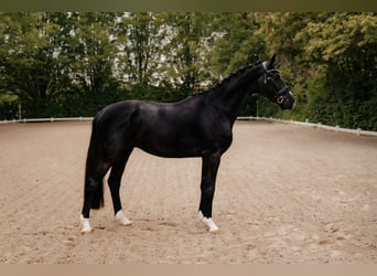 Trakehner, Caballo castrado, 3 años, 167 cm, Negro