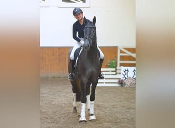 Trakehner, Caballo castrado, 3 años, 167 cm, Tordo