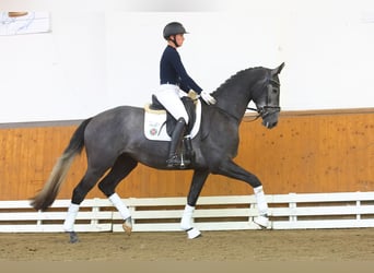 Trakehner, Caballo castrado, 3 años, 167 cm, Tordo