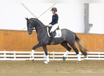 Trakehner, Caballo castrado, 3 años, 167 cm, Tordo
