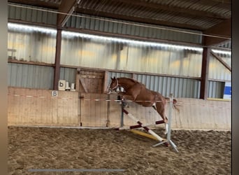 Trakehner, Caballo castrado, 3 años, 168 cm, Alazán