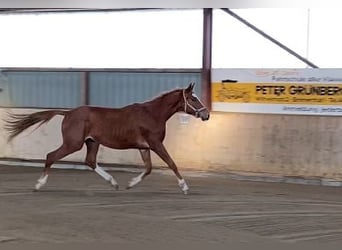 Trakehner, Caballo castrado, 3 años, 168 cm, Alazán