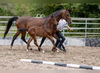 Trakehner, Caballo castrado, 3 años, 168 cm, Castaño