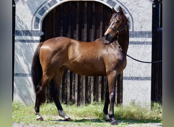 Trakehner, Caballo castrado, 3 años, 168 cm, Castaño