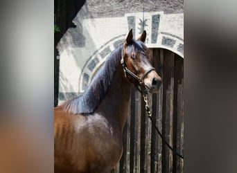 Trakehner, Caballo castrado, 3 años, 168 cm, Castaño