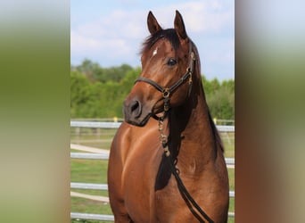 Trakehner, Caballo castrado, 3 años, 168 cm, Castaño