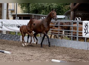 Trakehner, Caballo castrado, 3 años, 168 cm, Castaño