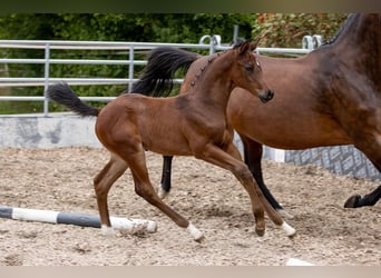 Trakehner, Caballo castrado, 3 años, 168 cm, Castaño