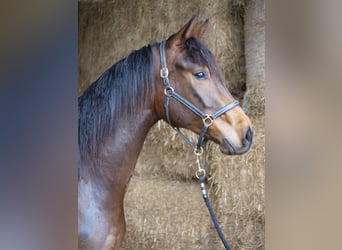 Trakehner, Caballo castrado, 3 años, 168 cm, Castaño