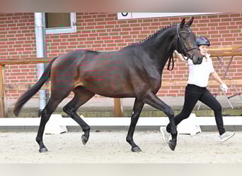 Trakehner, Caballo castrado, 3 años, 168 cm, Castaño