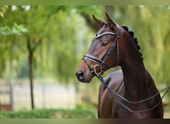 Trakehner, Caballo castrado, 3 años, 168 cm, Castaño