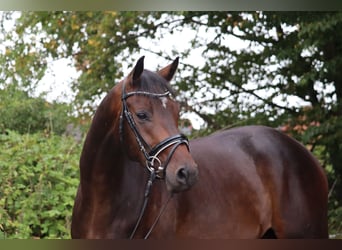Trakehner, Caballo castrado, 3 años, 168 cm, Castaño oscuro