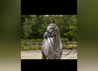 Trakehner, Caballo castrado, 3 años, 168 cm, Tordo