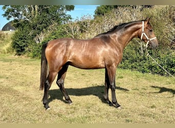 Trakehner, Caballo castrado, 3 años, 168 cm, Tordo