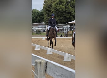 Trakehner, Caballo castrado, 3 años, 169 cm, Castaño