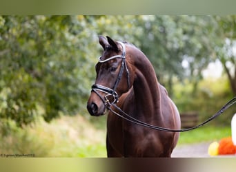 Trakehner, Caballo castrado, 3 años, 169 cm, Castaño