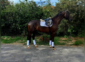 Trakehner, Caballo castrado, 3 años, 169 cm, Castaño oscuro