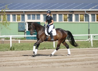 Trakehner, Caballo castrado, 3 años, 169 cm, Castaño oscuro