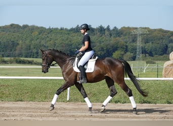 Trakehner, Caballo castrado, 3 años, 169 cm, Castaño oscuro